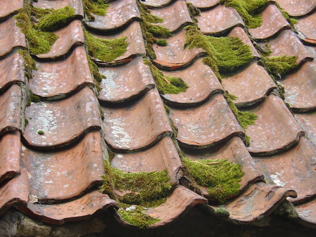 moss on roof. Roof cleaning Richmond VA